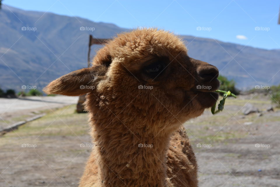 Funny llama in Peru