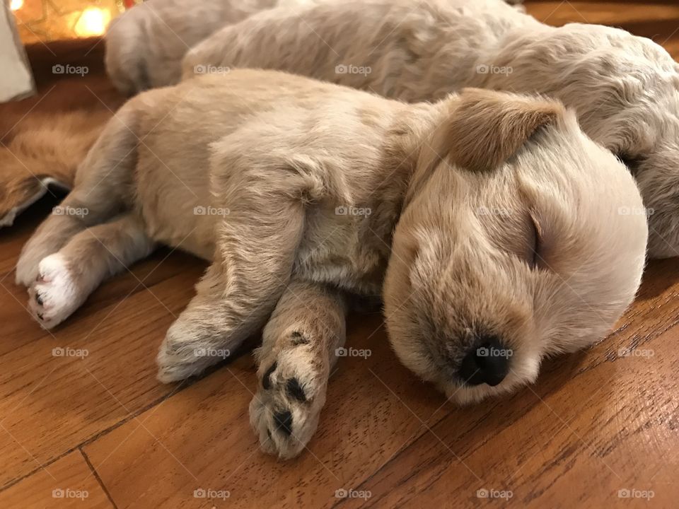 Sleeping puppies 