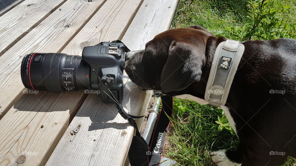 Puppy dog loves the camera - hund valp kamera 