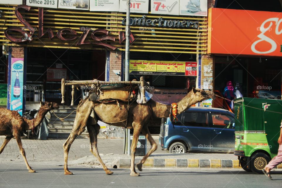 Camels in Lahore. Cames in Lahore