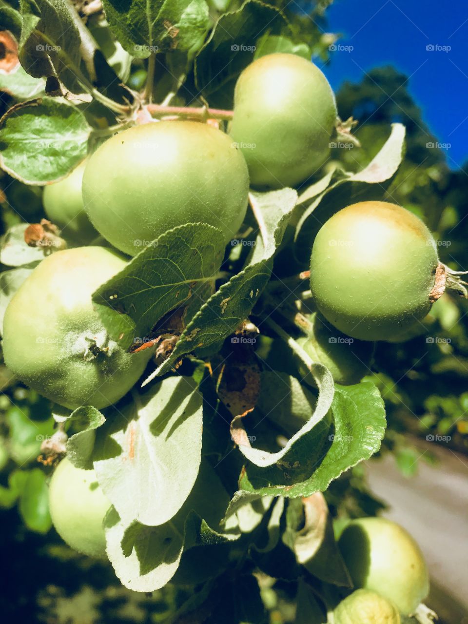 Green apples 