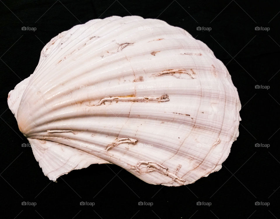 close up of seashell