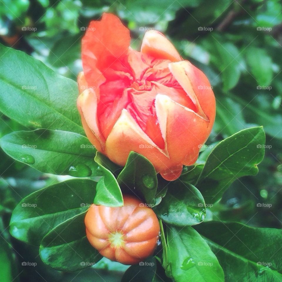 Pomegranate bloom