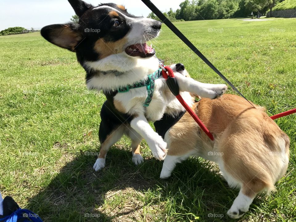 Playing corgis 