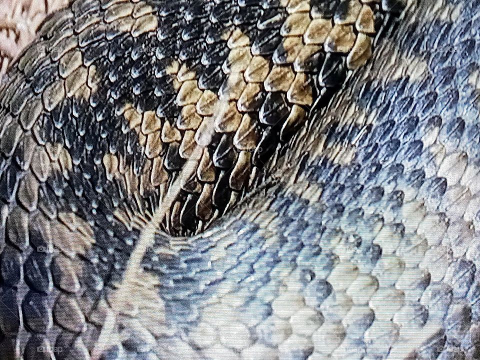 snake photography