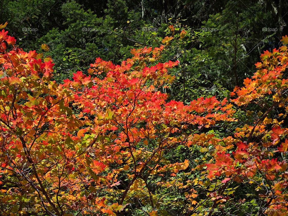 Bright maple leaves changing to their brilliant fall colors of red, orange, yellow, and gold. 