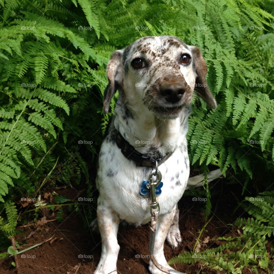 Dirty Dog. Heard some noise behind the house and followed her lead... THIS was what we found. A happy, dirty dog digging a hole!