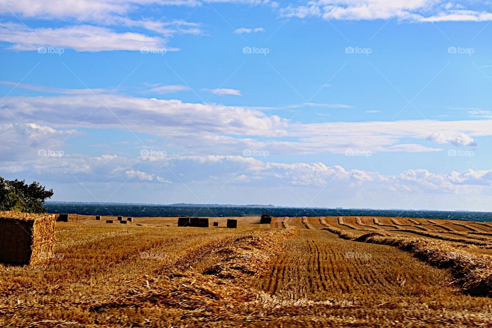 Field of hay!