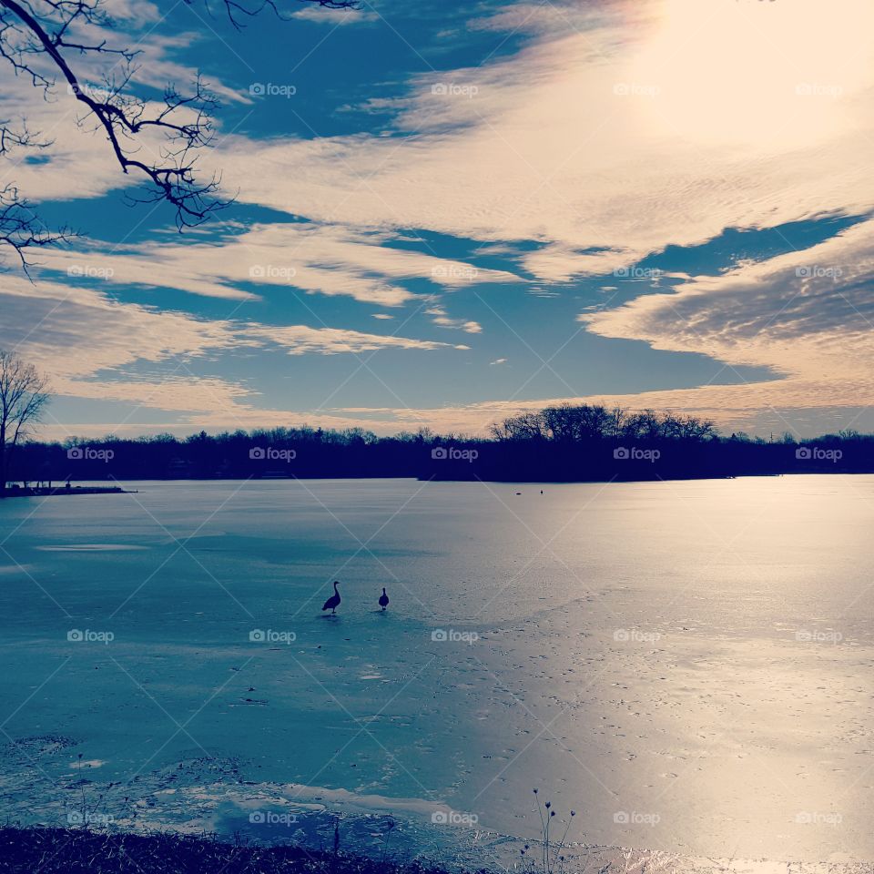 ice and geese