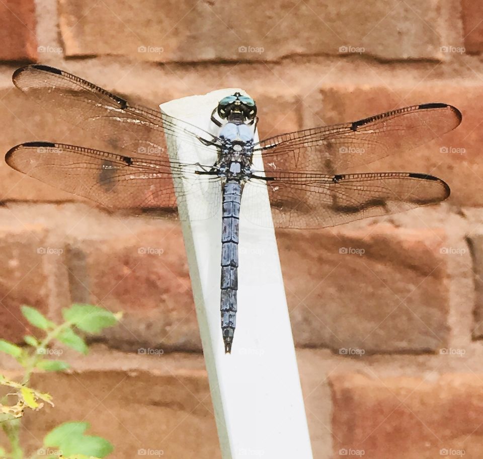 A lovely indigo colored dragonfly poses proudly for this photograph taken in my backyard. 