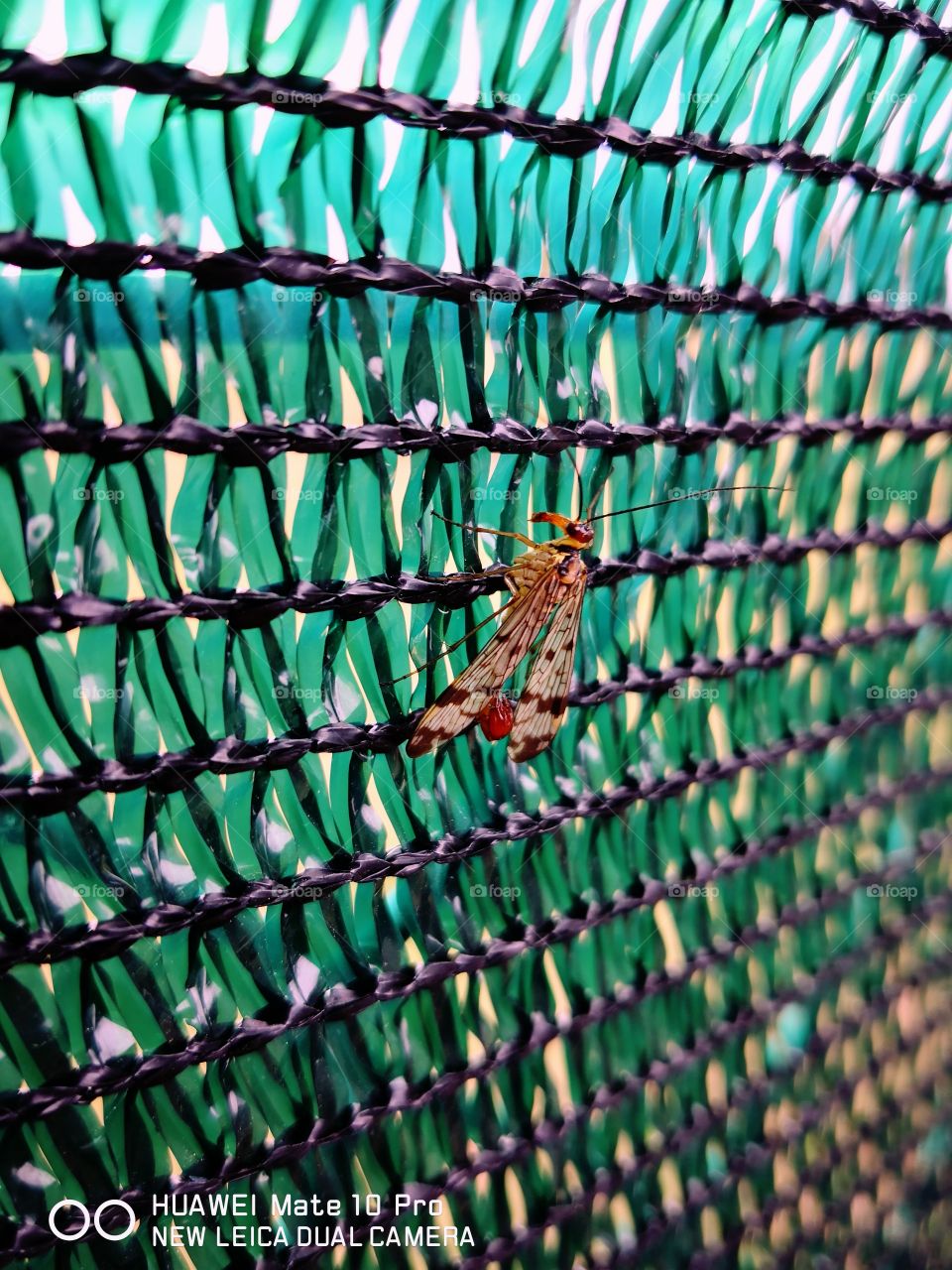 Strange winged Insect