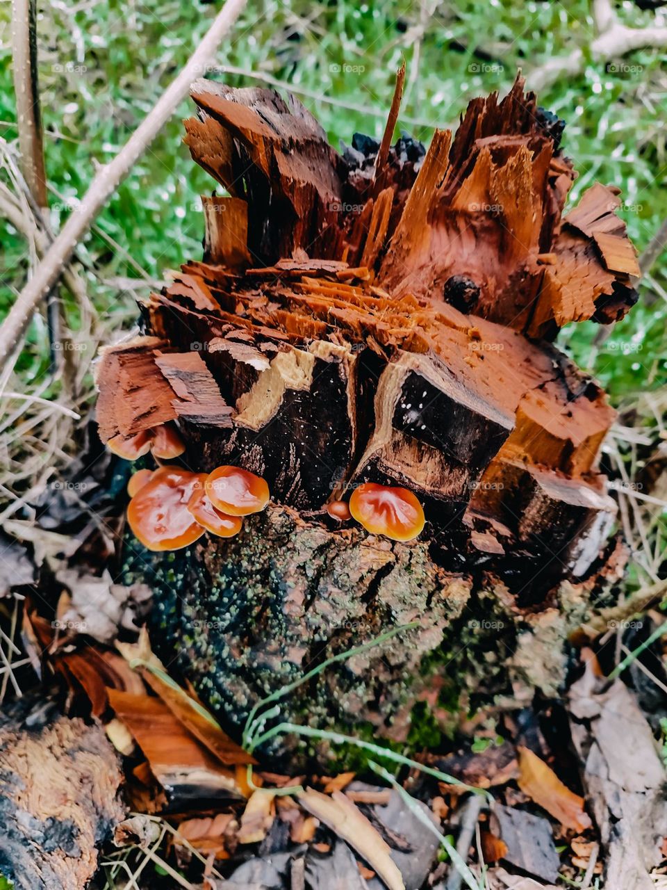 Orange cap winter mushrooms Flammulina velutipes growing on the tree log