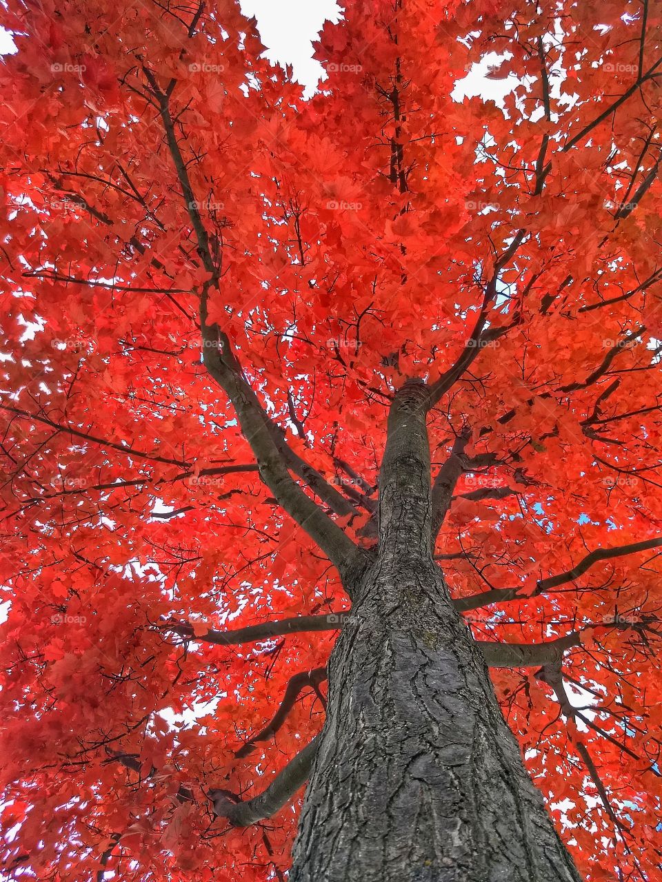 fire red tree and branches