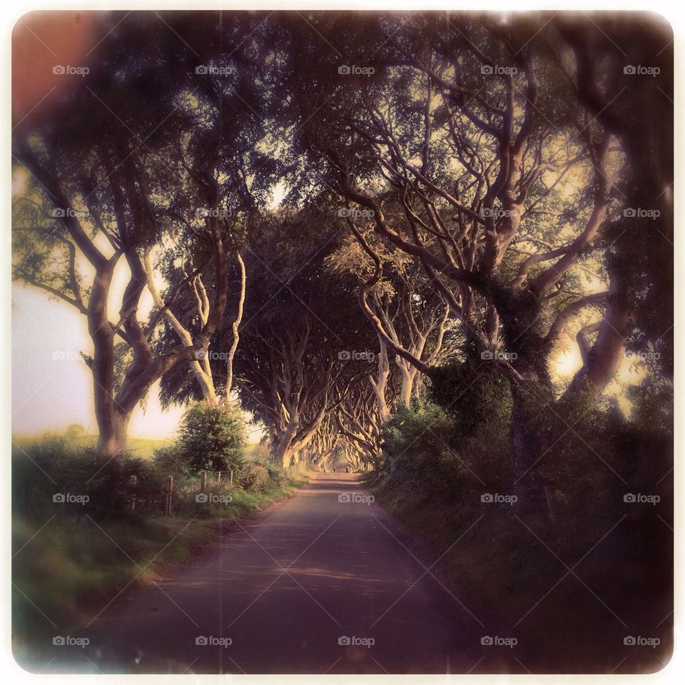 Dark hedges