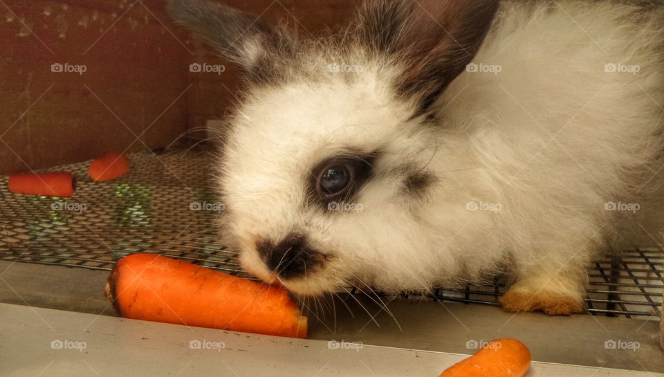 bunny eats carrot