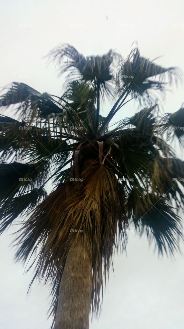 Palm tree