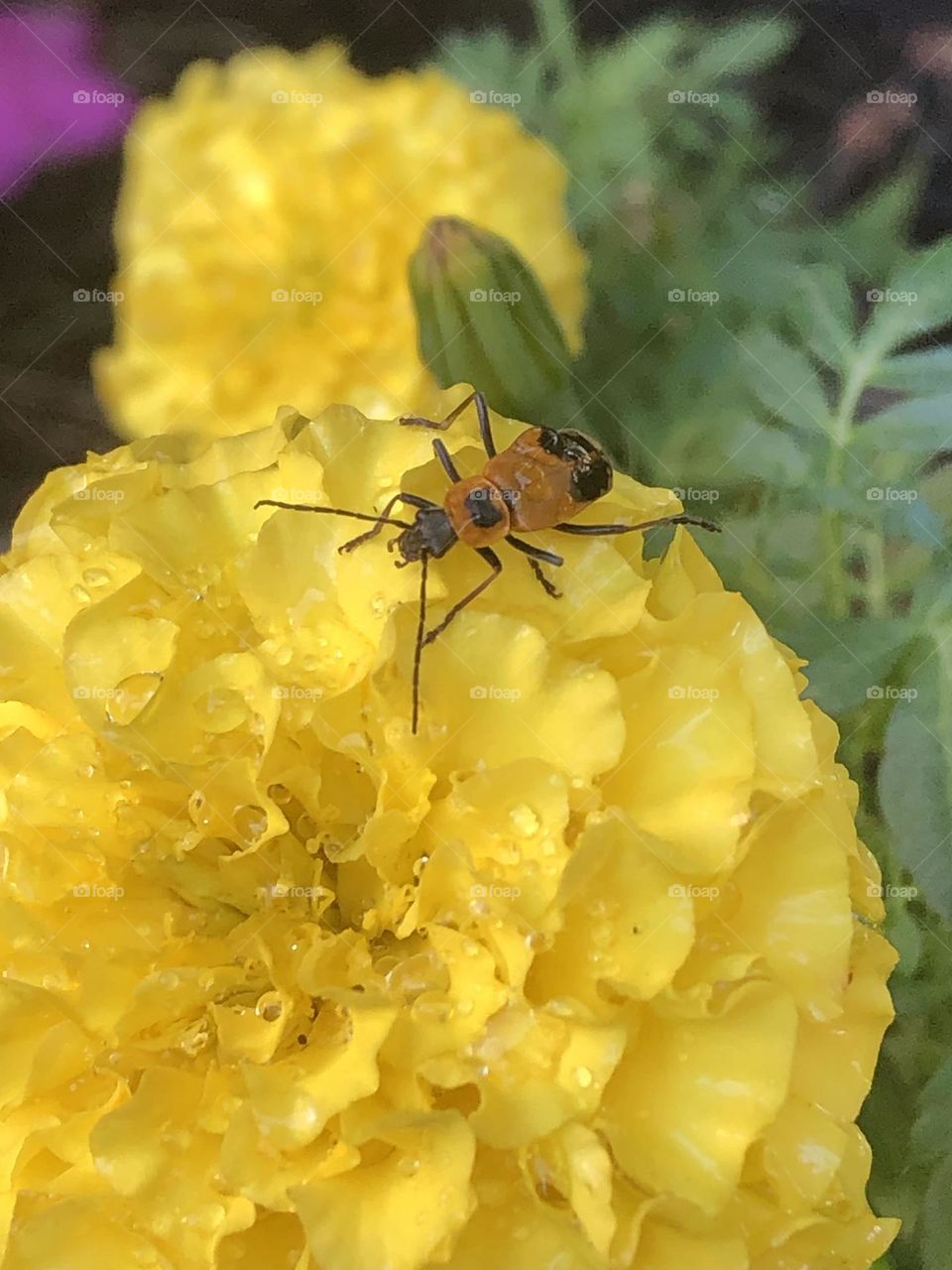 Goldenrod soldier beetle on bright yellow marigold flower in backyard summer flower bed nature up close bug insect