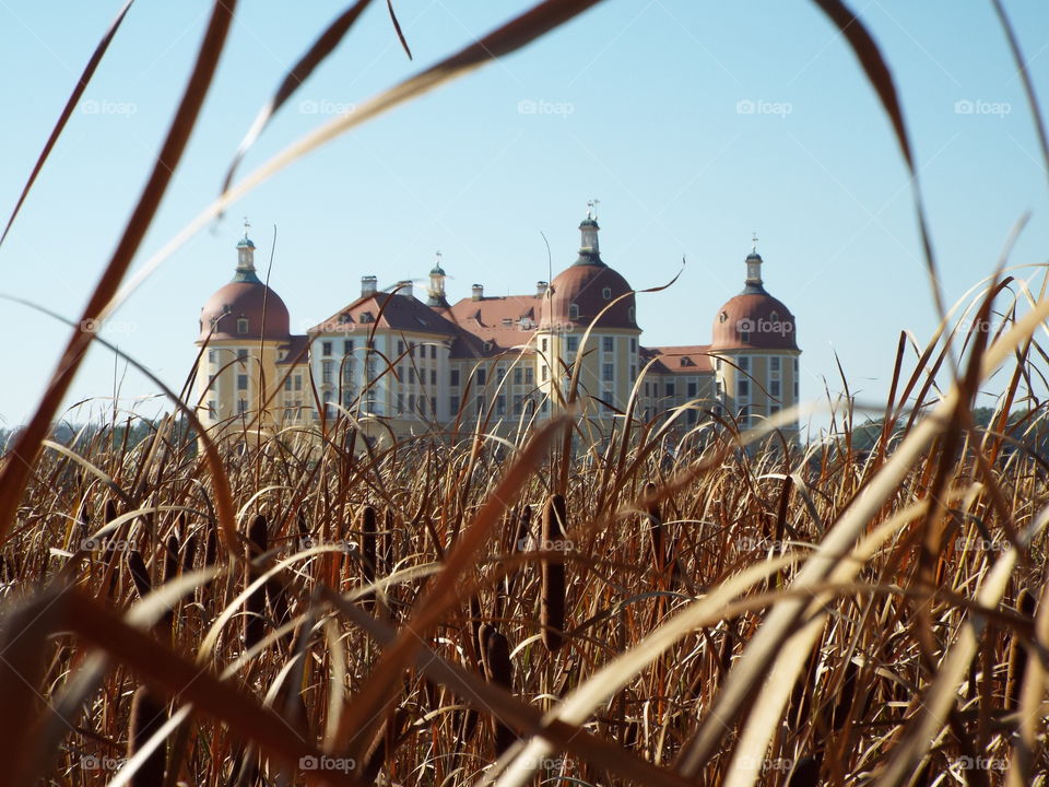 Schloss hinter Schilf