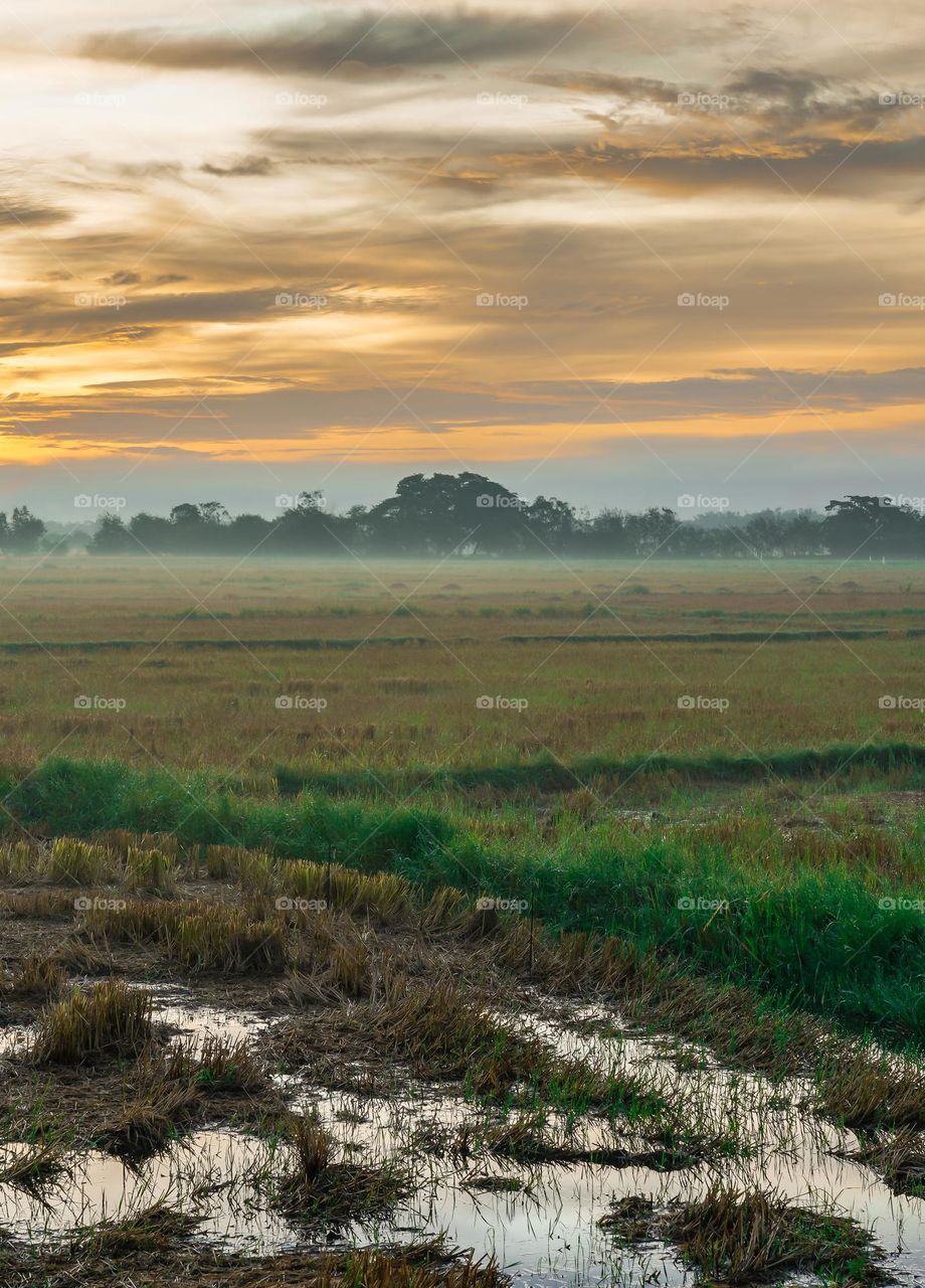 Rice fields Sunrise