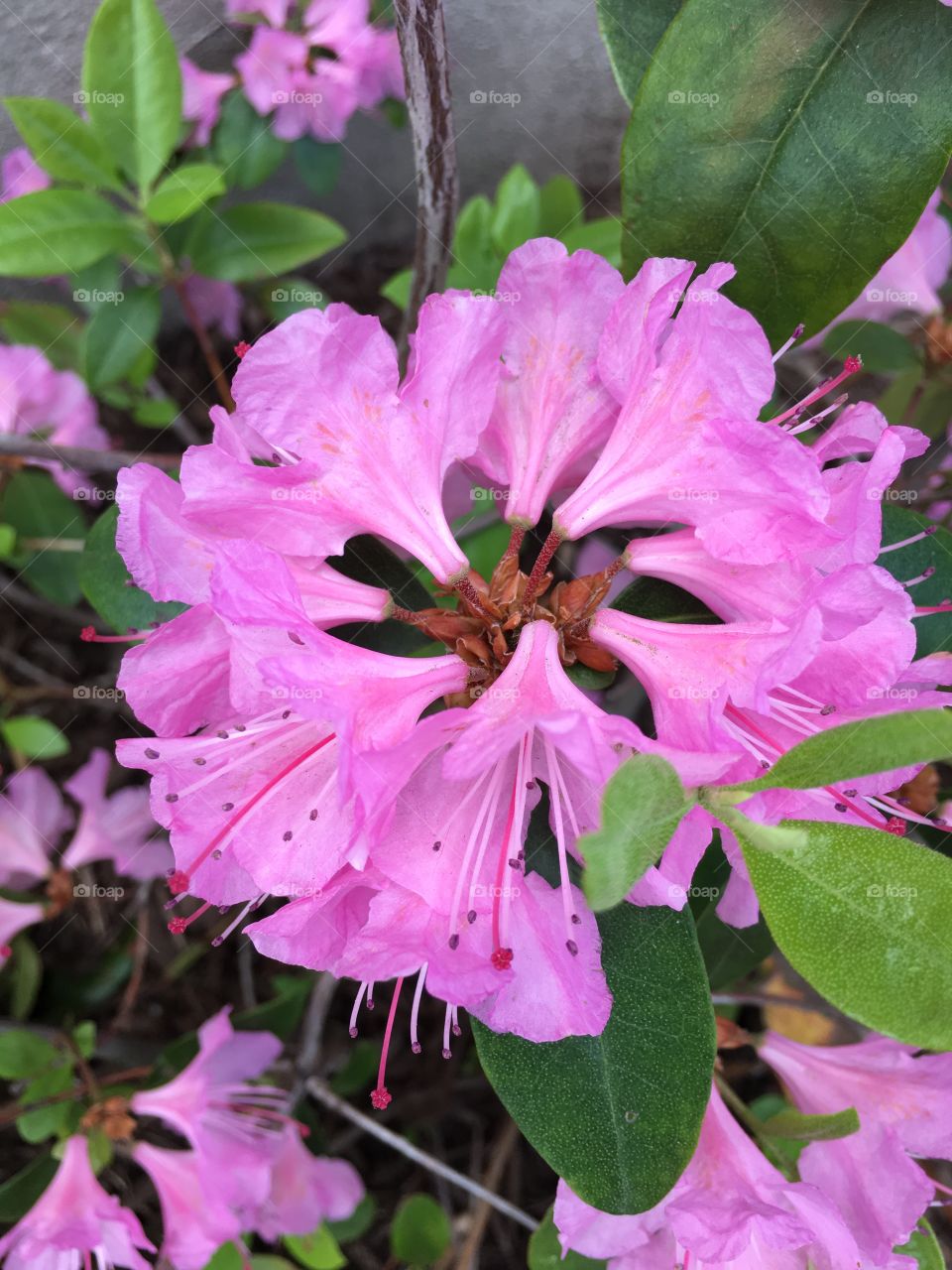 Azalea 