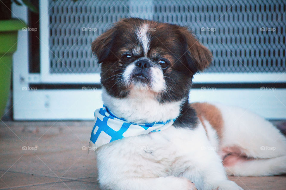 Pekingese Dog, looking curious, sitting, wearing neckerchief