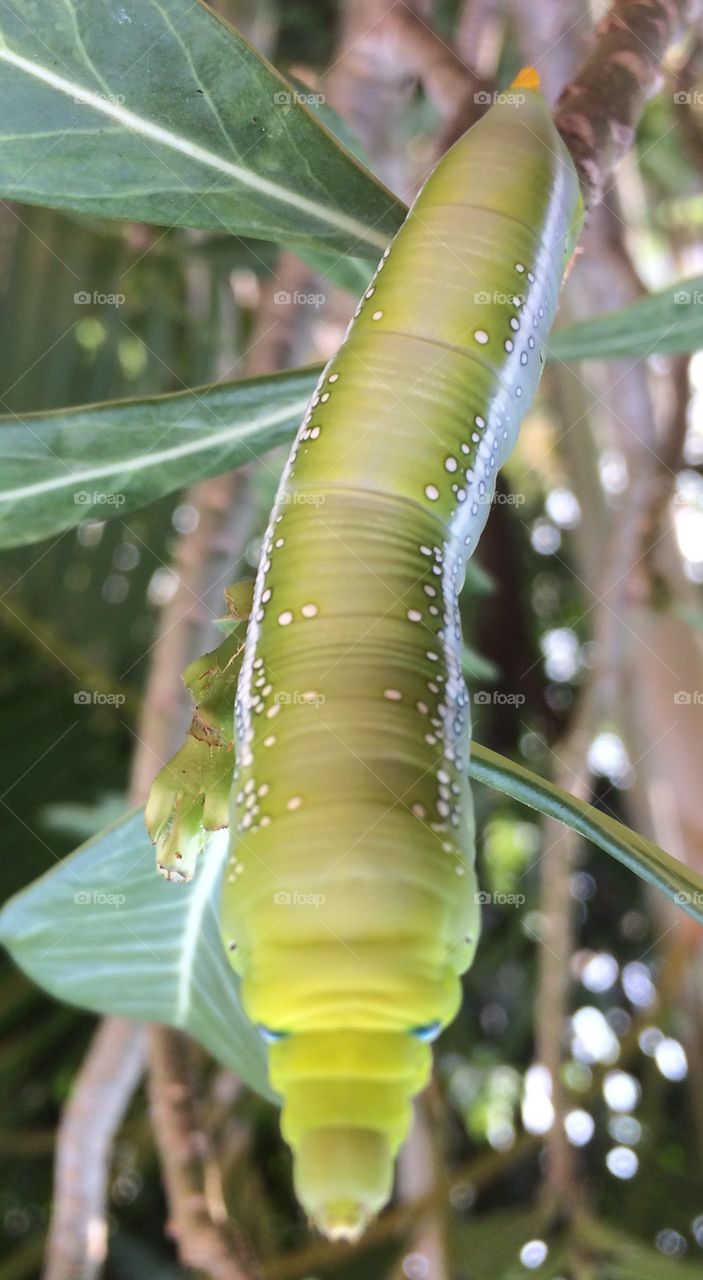 Caterpillar 🐛 