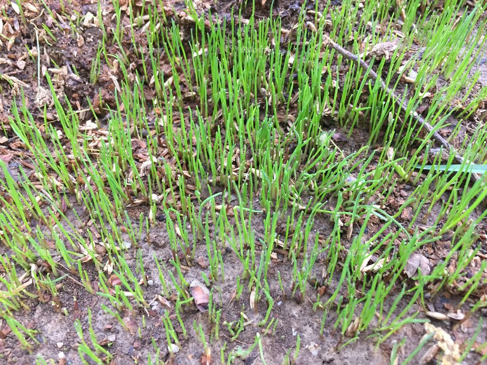 New green Spring grass.
