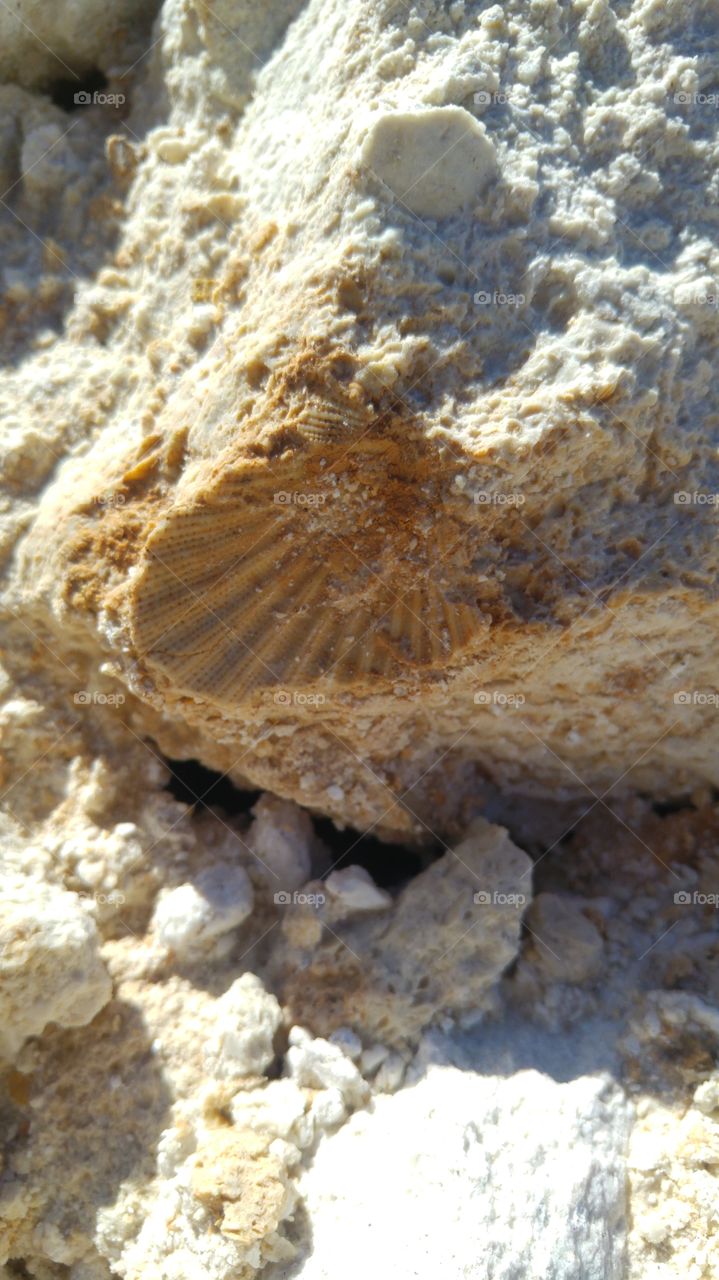 Fossil in the rock
