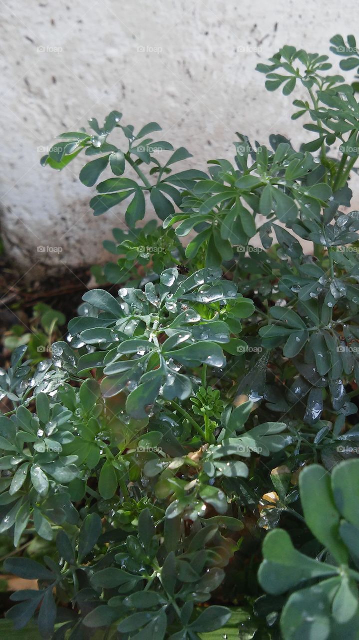 Flora, Leaf, Nature, Tree, Food