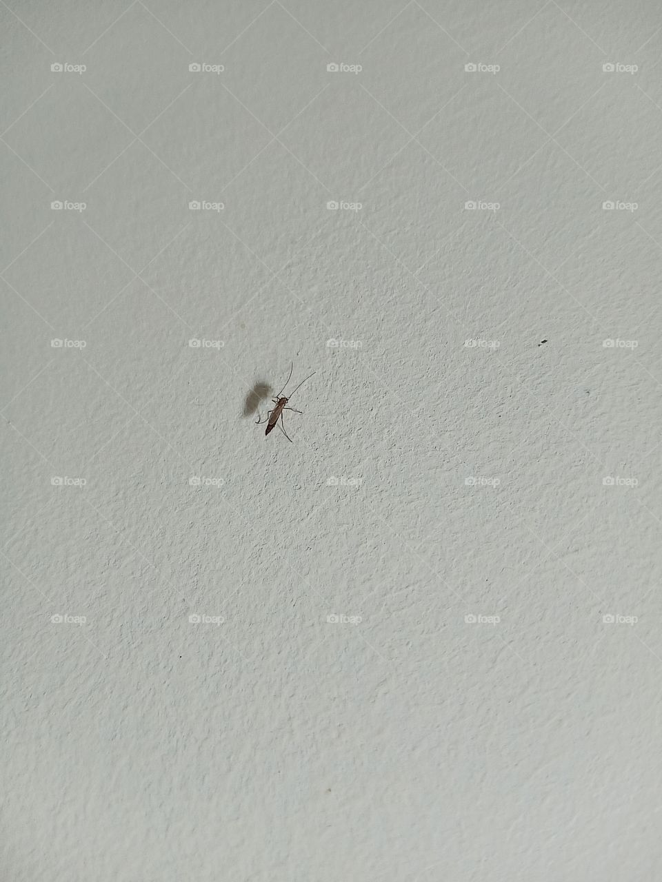 mosquito