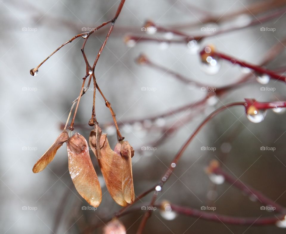 raindrops dripping