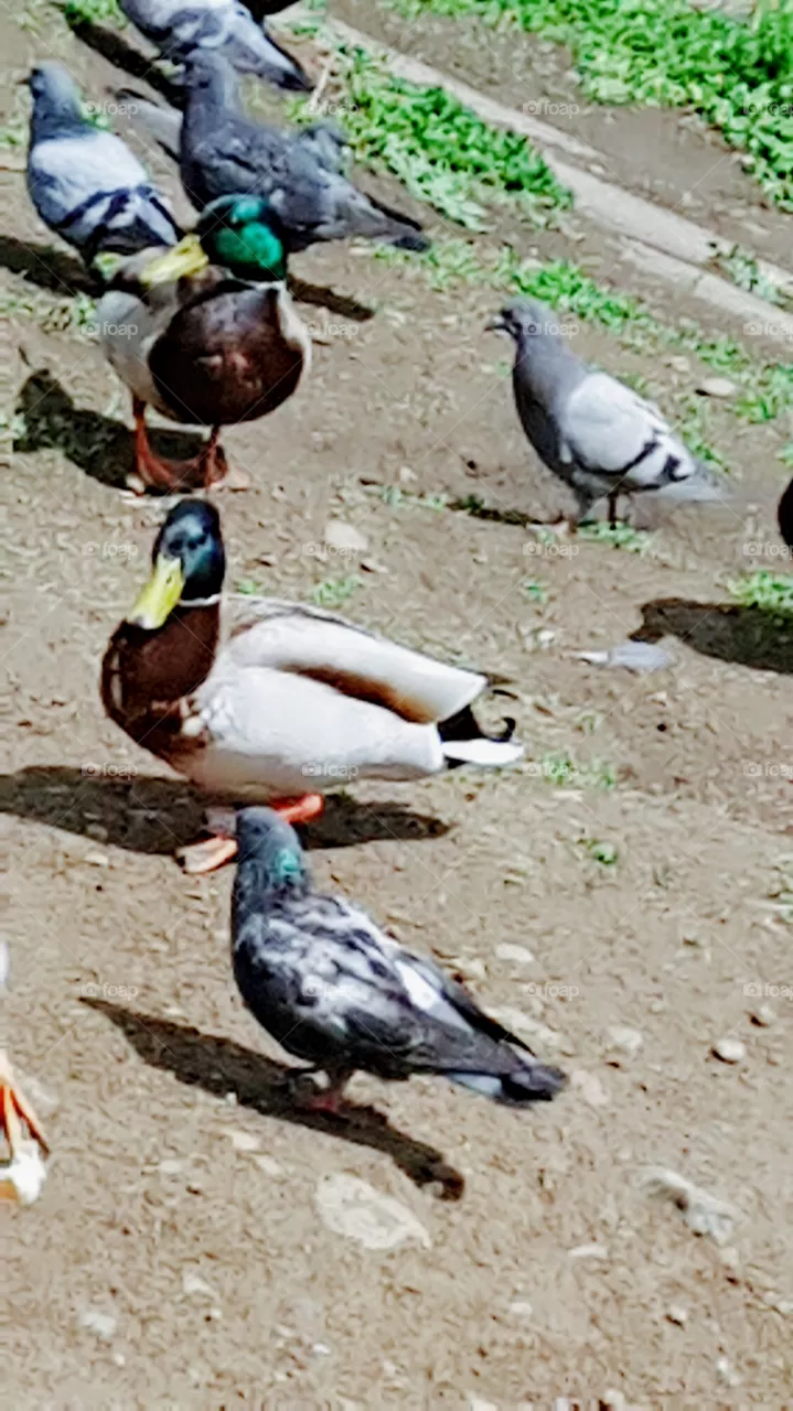 duck