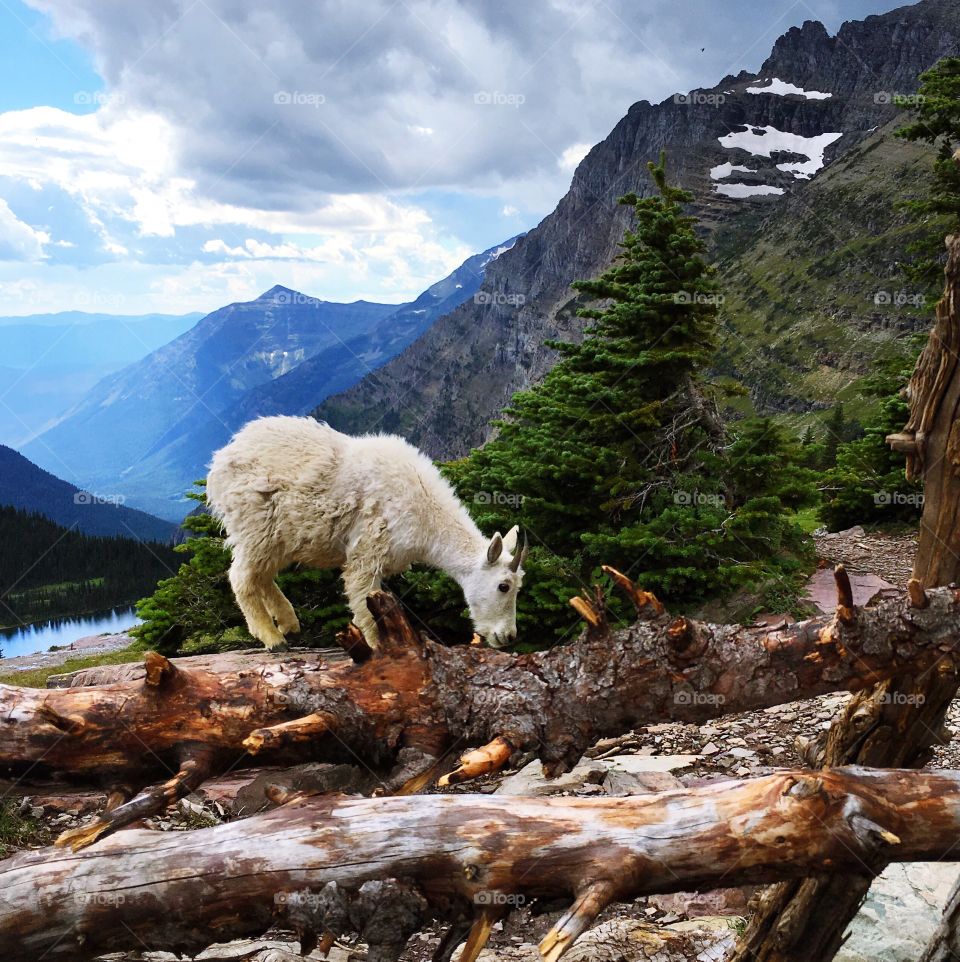 Baby mountain goat in Glacier National Park, Montana