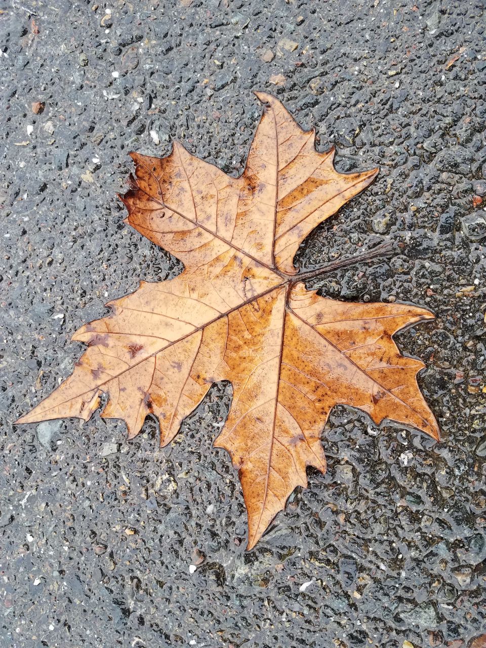 rainy leaf on pa