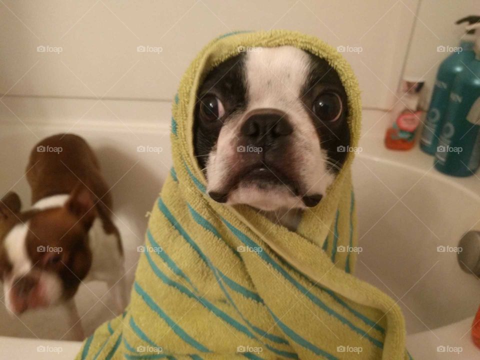 Boston Babushka