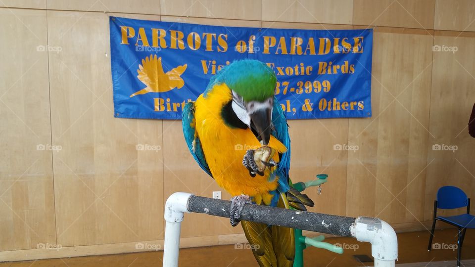 Parrots of Paradise