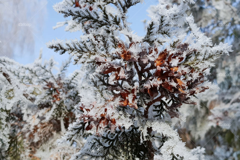 Christmas tree covered with snow on a blue sky background