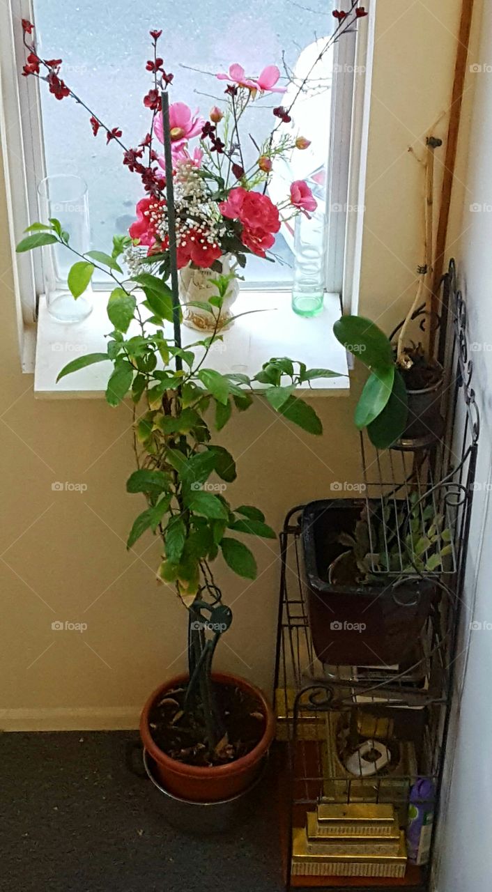 different plants in different pots by window
