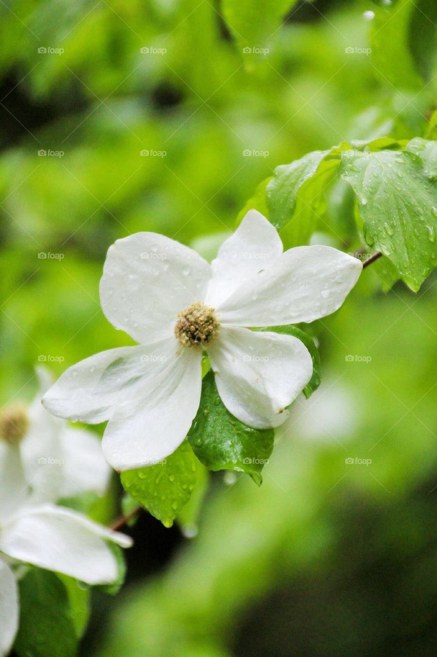 dogwood flowers