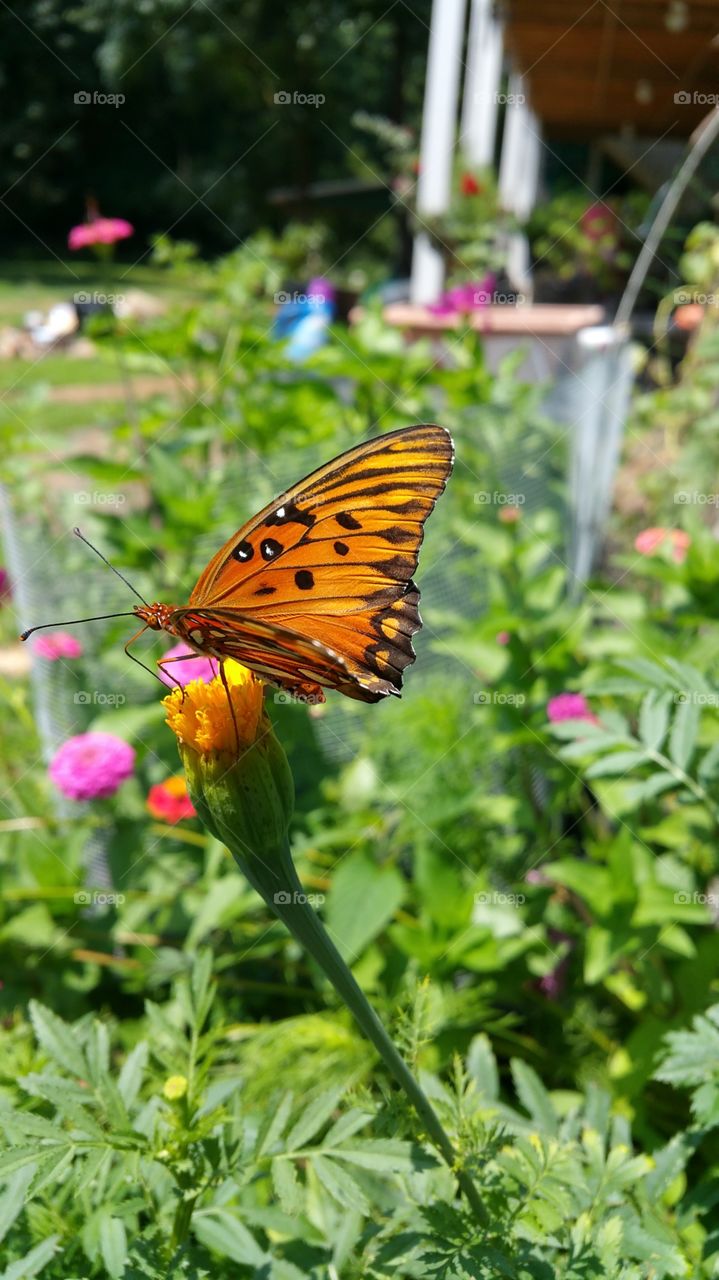 butterfly. orange butterfly