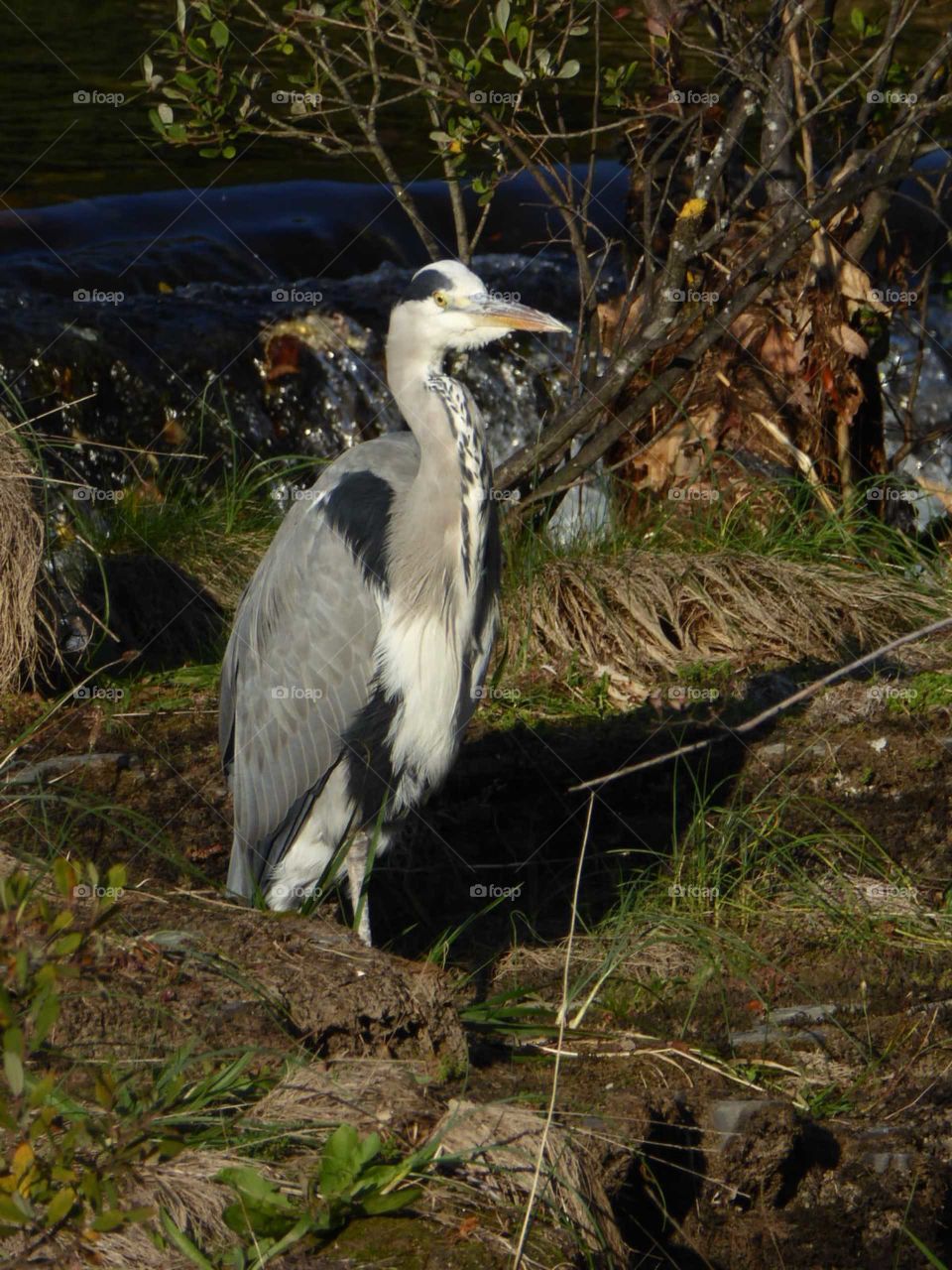 Heron on the river dee