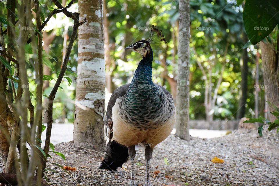 Peacock