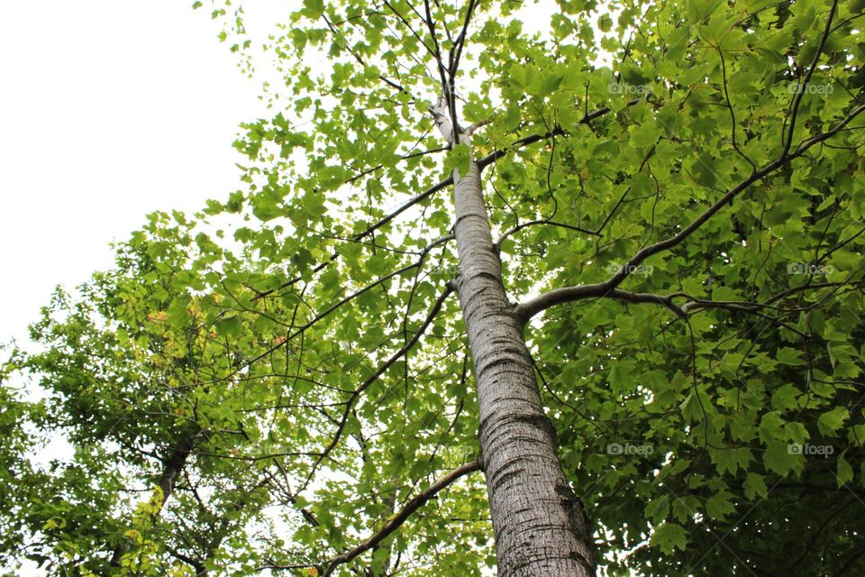 Summertime in the Woods