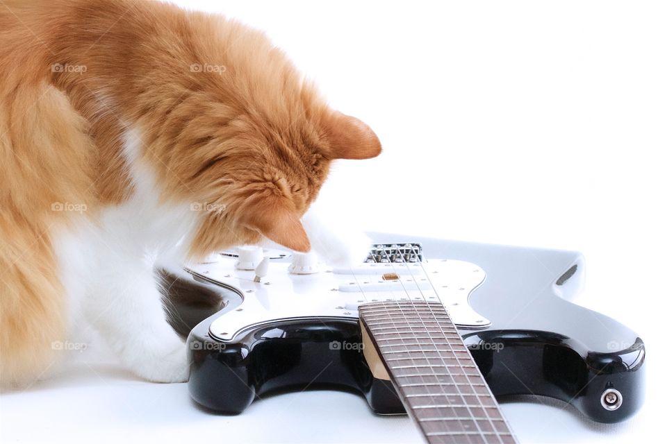 Cat plays guitar 