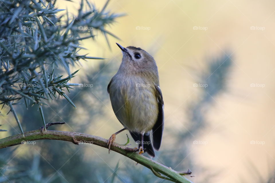 Goldcrest 