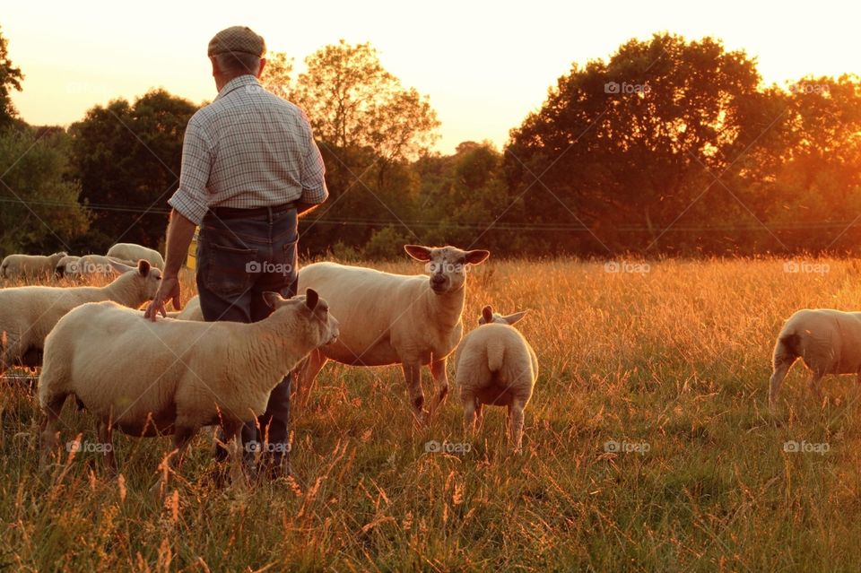 Feeding time. The farmer tending to his sheep/flock at the golden hour