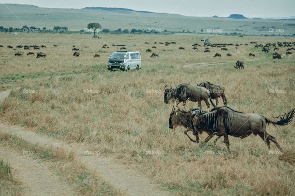 The wildebeest migration