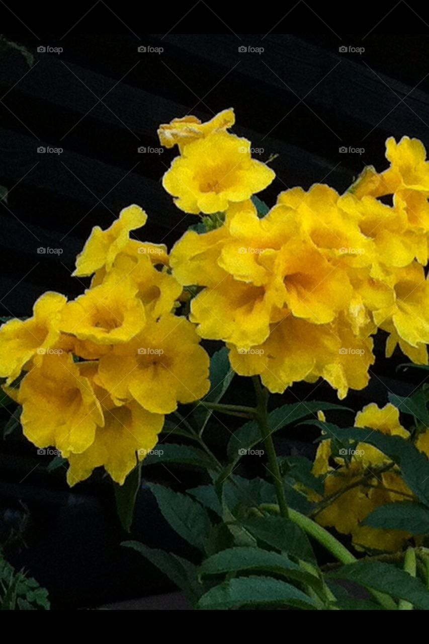 Yellow , flowers, spring, desert, Az.