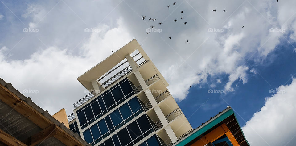 Birds roosting in tower of building.