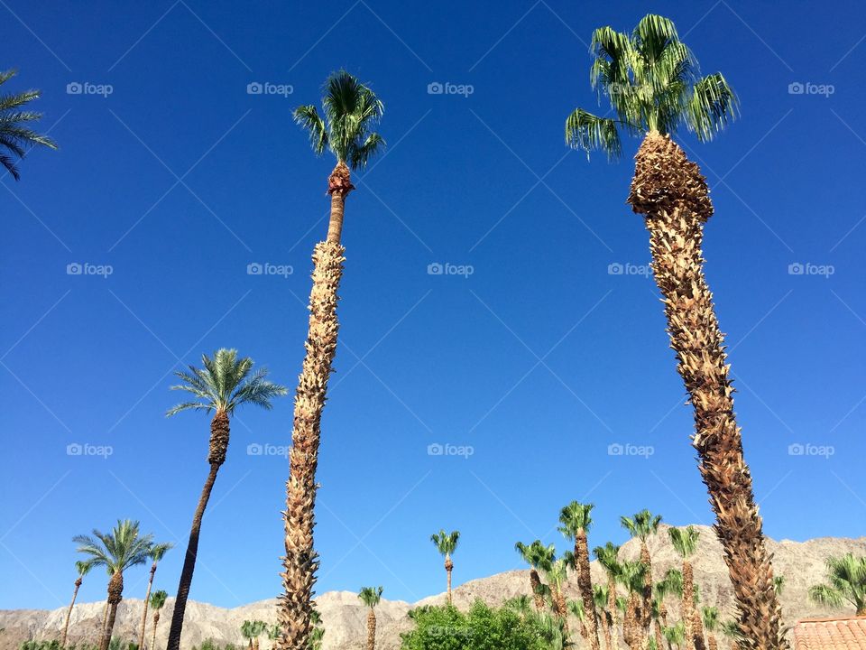Royal Palms, La Quinta, Palm Springs, CA